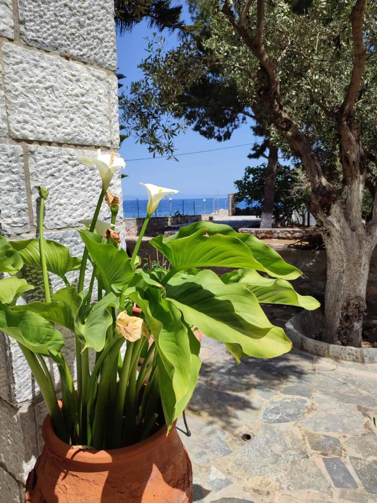 Ktima Zaxarias Hotel Kokkala Eksteriør billede